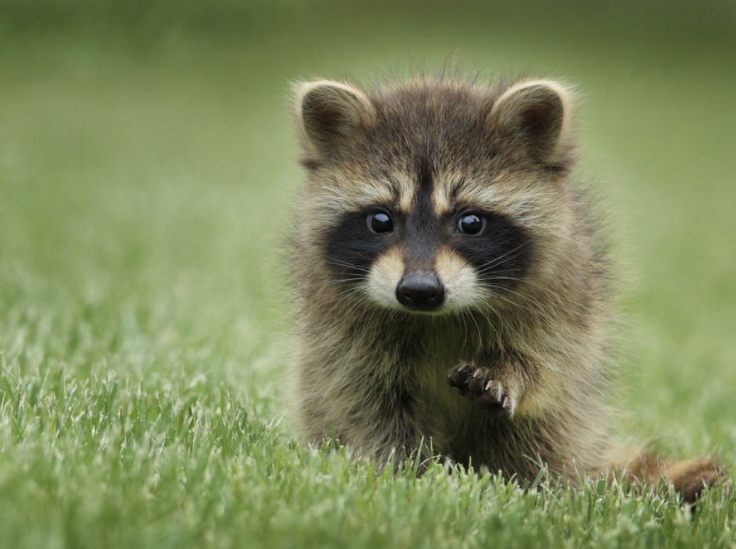 落實終養不棄養，5月1日起，禁止國人641種具高度危險動物