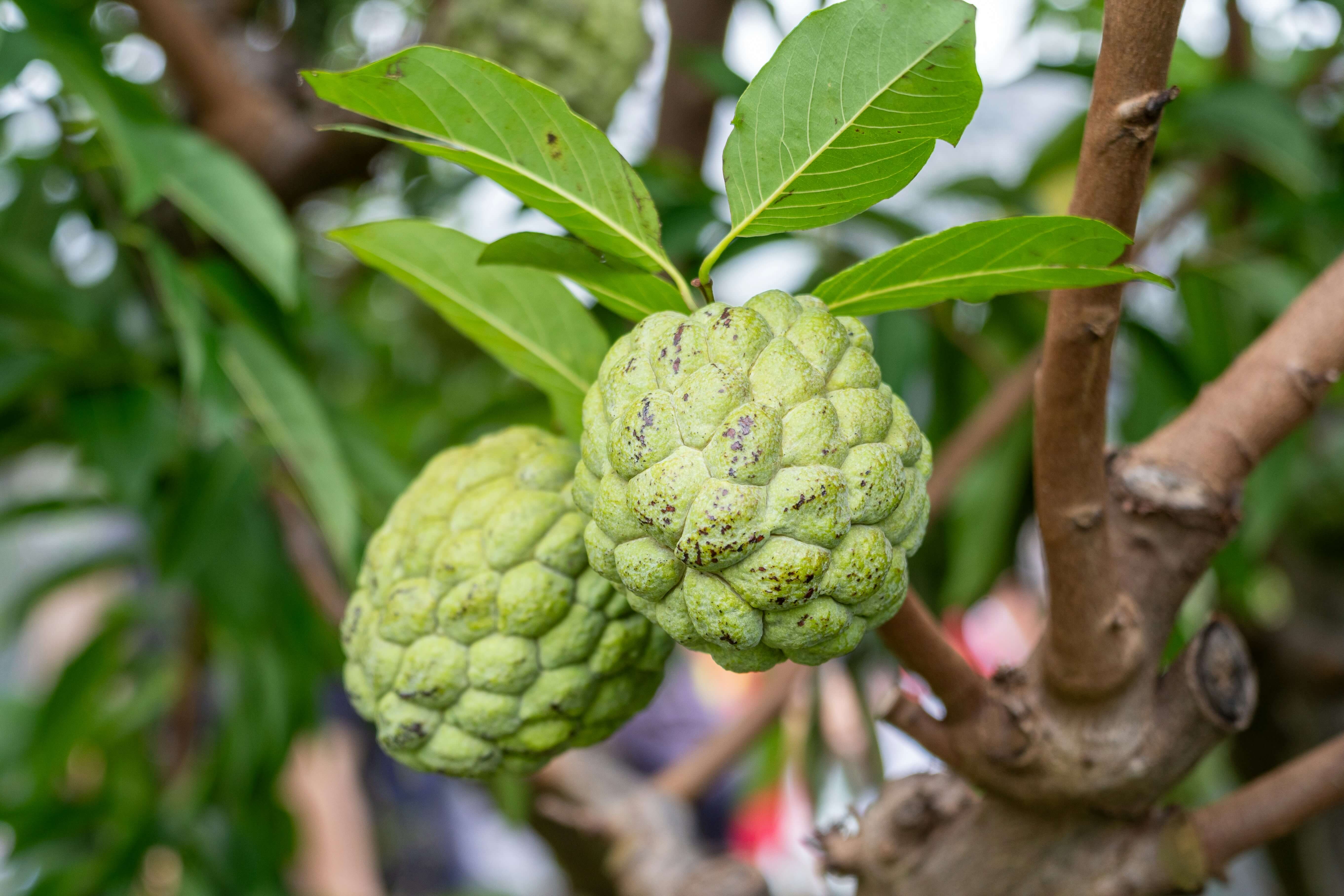 鳳梨釋迦技術私下外移中國，台灣農業另一個危機