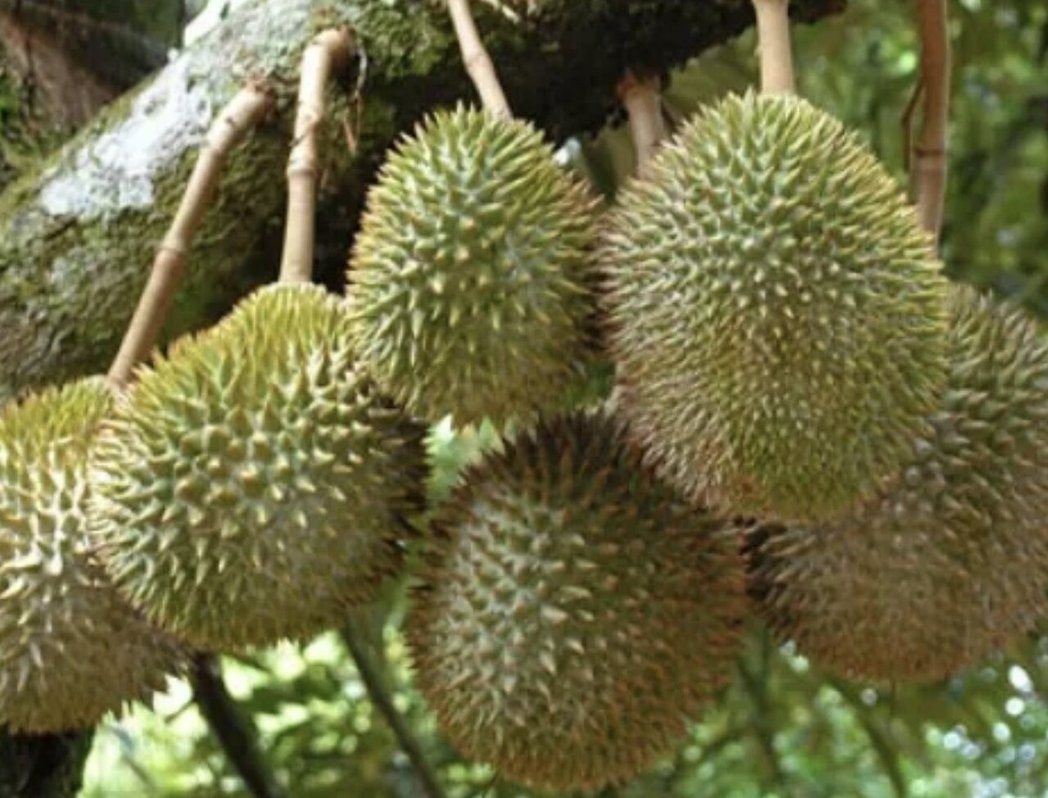 榴槤市場迎結構轉型 徐邦浩：從採摘剖果分裝冷鏈空運直送、堅守鮮果高端品質