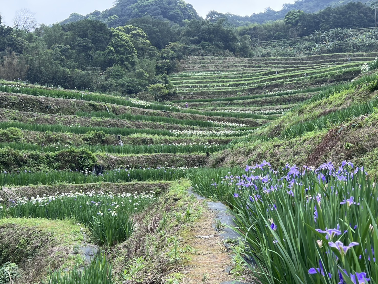 守護北海岸百年石砌地景！新北石門嵩山社區梯田優化完工 鳶尾花海現正綻放