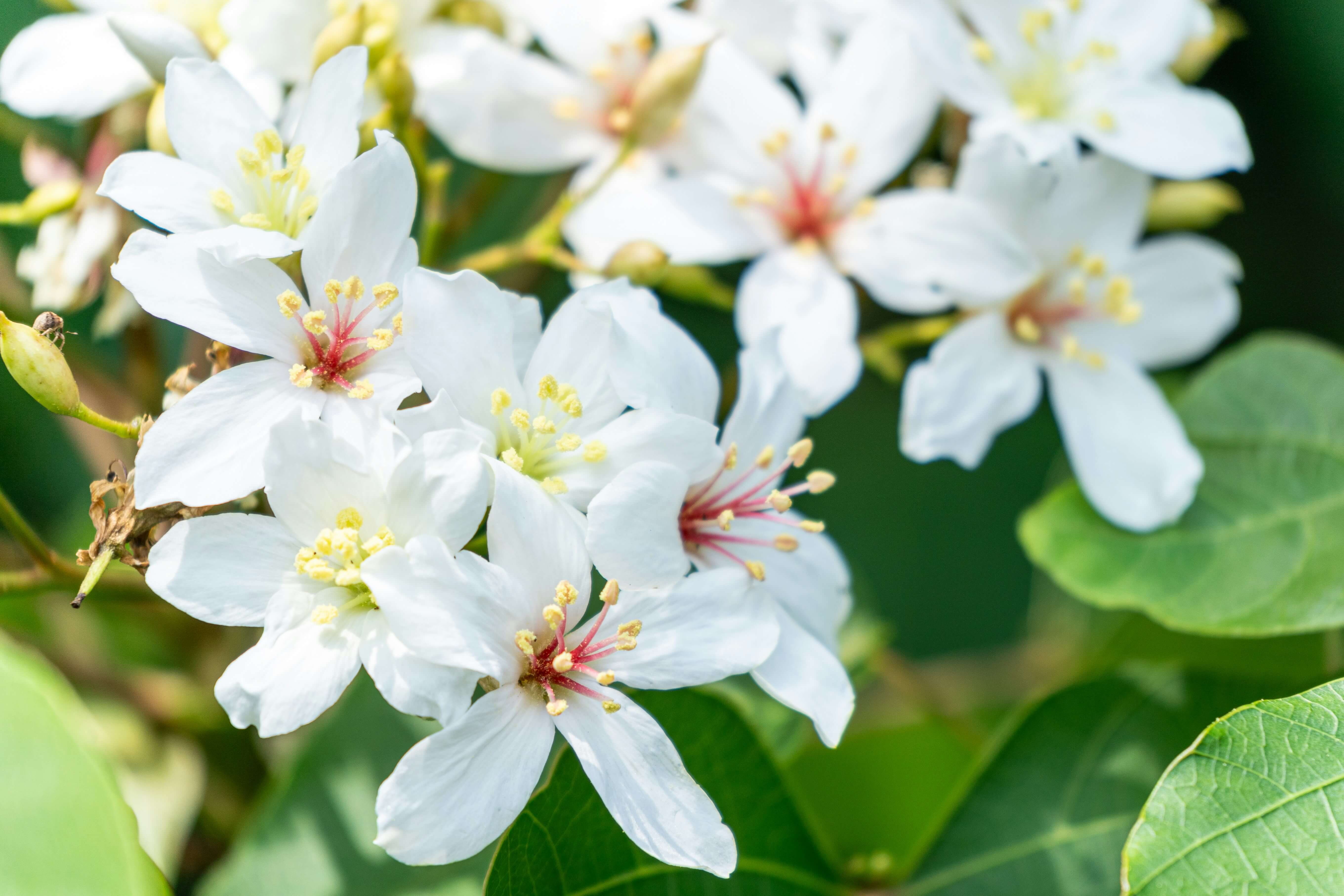 2026 全台「四月雪」夢幻預警！桐花季極大期登場：五大熱點與客庄深度遊攻略