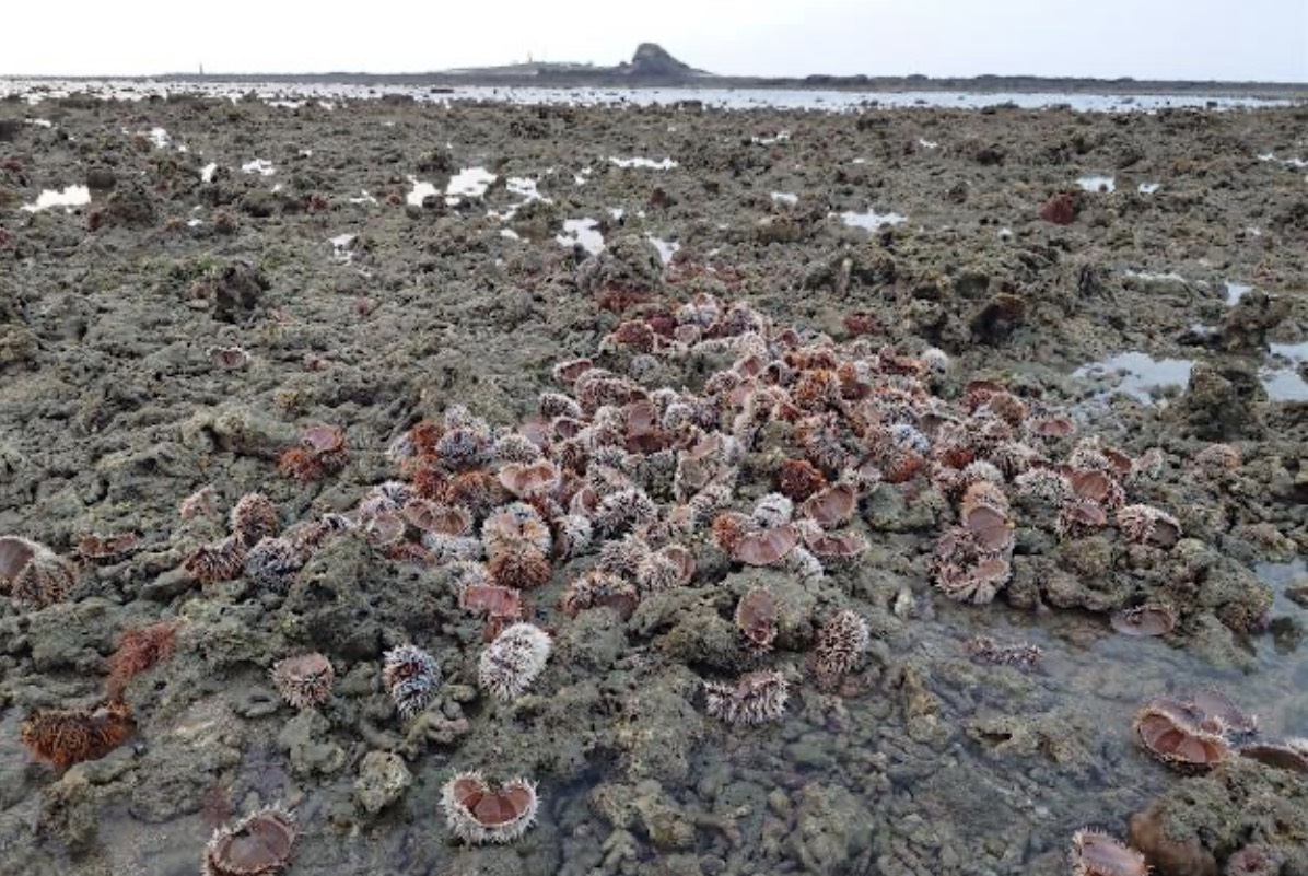 美麗的澎湖「金嶼」竟淪「海膽屠宰場」