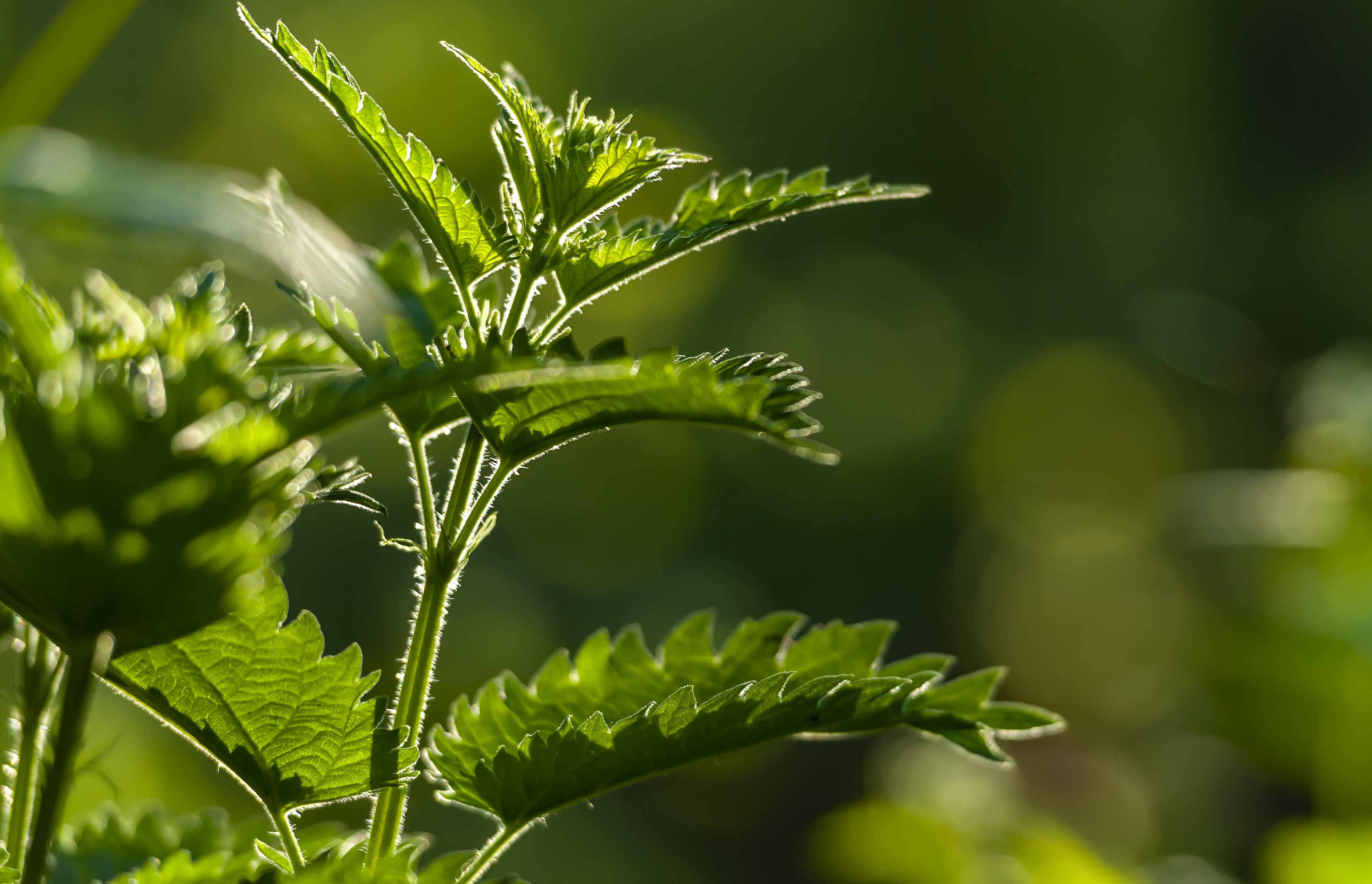 掛在門口的「生物構造」！艾草、香茅與菖蒲的天然防禦學：古老節氣智慧的材料科學解密