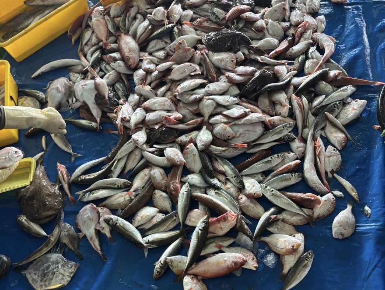 漁業資源的加速減少-拖網捕魚