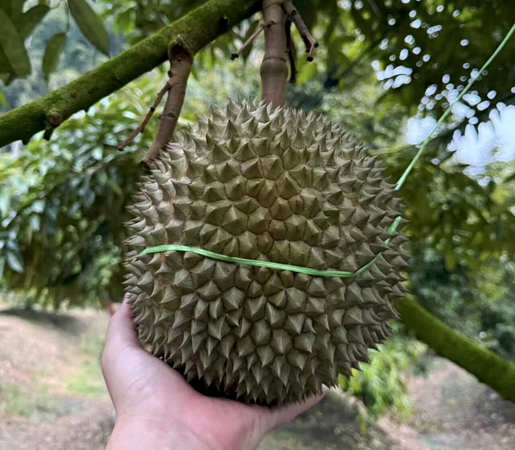 榴槤界花天板「黑刺」連貓山王都需退避三分！亞恩灣國際獨家引進
