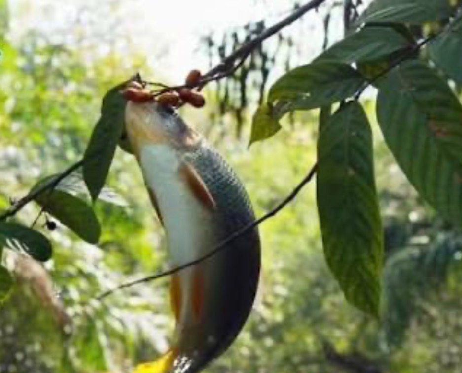 馬來西亞雙巨星！魚皇（忘不了）果王（黑刺）的頂級味蕾盛宴