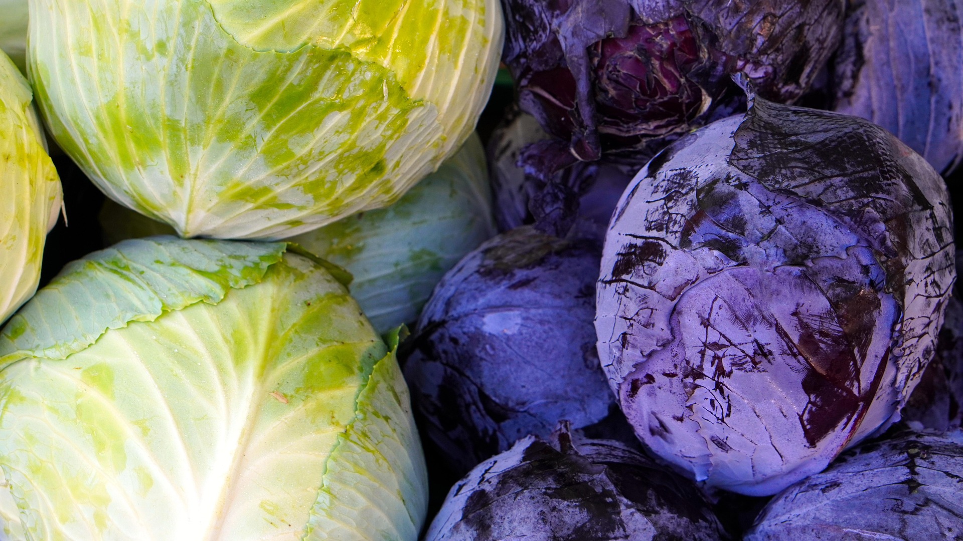 【早晚溫差大是天然調味劑！高麗菜越冷越甜、甜柿爆汁，農改場解密「日夜溫差」的美味化學反應】