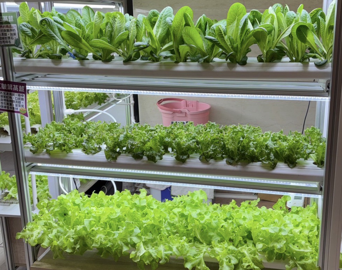 美國水耕 STEM 教育來台！Green Our Planet 攜手水善田打造永續ESG